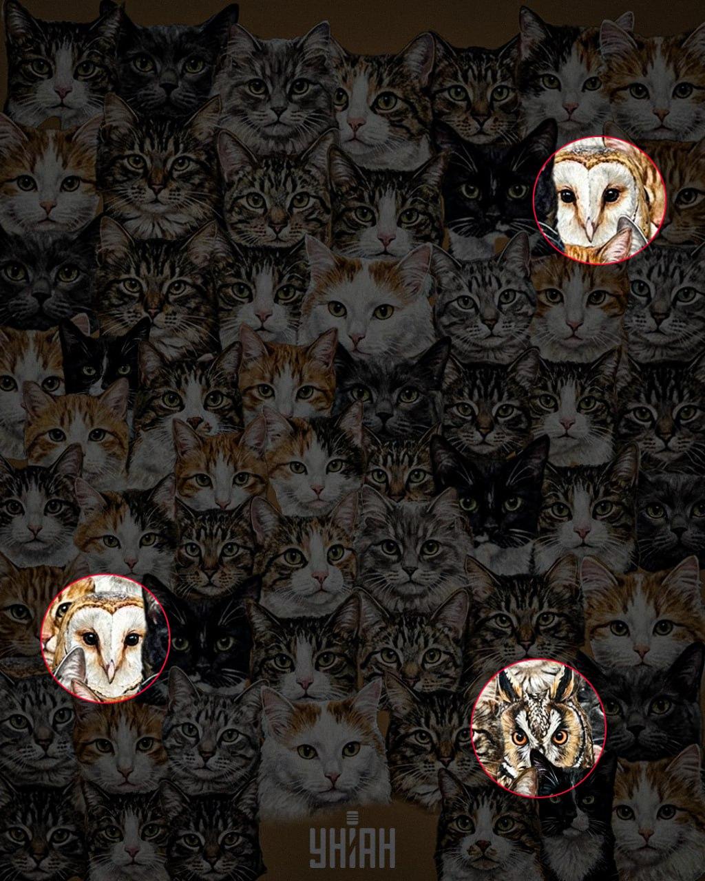 Il 97% delle persone non riesce a trovare 3 gufi tra i gatti in 10 secondi: un'incredibile illusione ottica