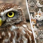 Il 97% delle persone non riesce a trovare 3 gufi