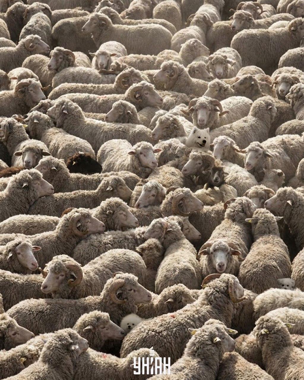 Solo uno su 100 riesce a trovare tutti i cani dell'immagine in 12 secondi: un rompicapo impegnativo