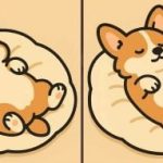 Test del QI: trovare 3 differenze in una foto di un cane che dorme in 51 secondi. Test del QI: trovare 3 differenze in una foto di